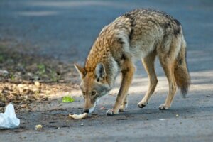 Existe-t-il une protection contre la maltraitance des animaux sauvages ?