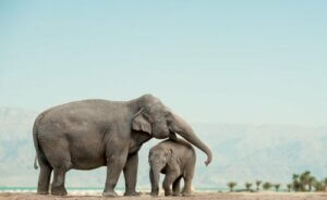 Les éléphants sont des animaux sociaux