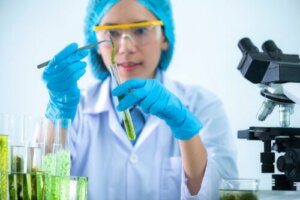Des expérimentations faites en laboratoire sur la spiruline