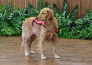 Happy, un chien qui calme les enfants qui vont à une audience