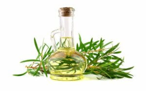 Les 4 bienfaits de l'huile essentielle d'arbre à thé pour les chiens