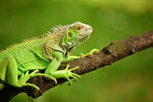 Que mangent les iguanes verts ?