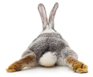 Que faire si votre lapin a la diarrhée ?