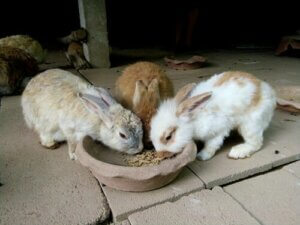 Quand doit manger un lapin et en quelles quantités ?