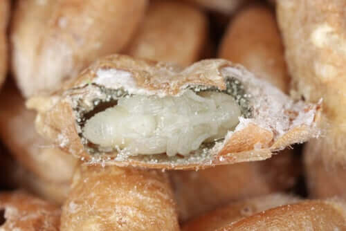 Les larves de charançon du blé sont un fléau.