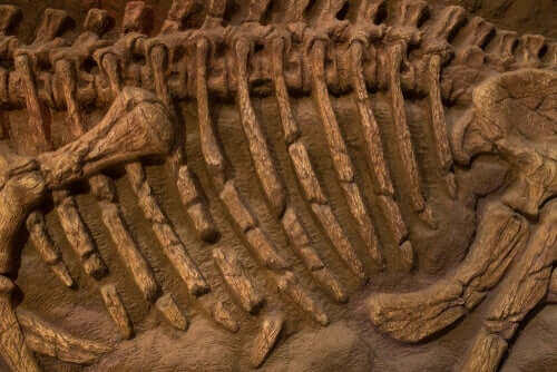 Le fossile d'un perroquet géant