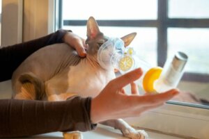 Problèmes respiratoires chez les chats : causes et symptômes