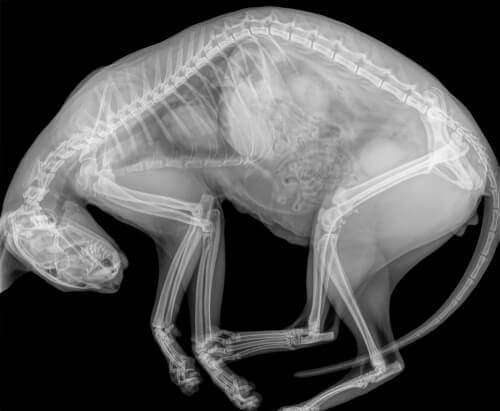 La radiographie d'un chat