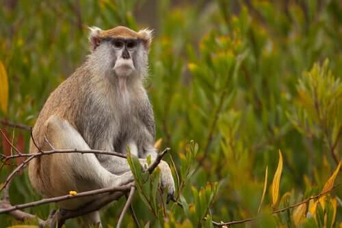 Découvrez le singe patas, un animal méconnu
