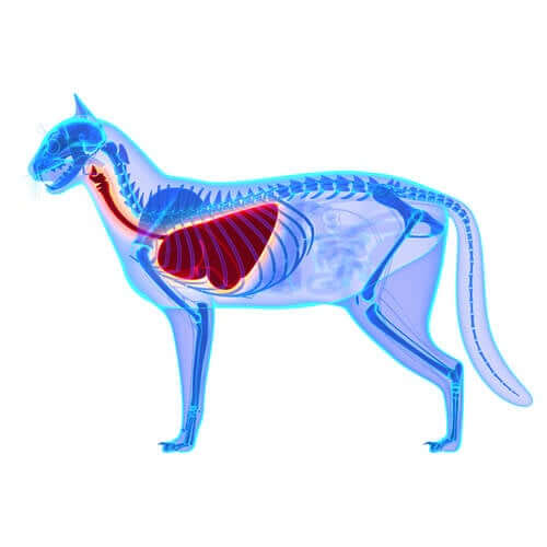 La radiographie d'un chat ayant des problèmes respiratoires