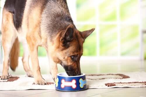 La qualité de l'alimentation du chien est essentielle