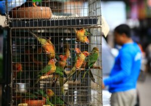 Les avantages de la CITES