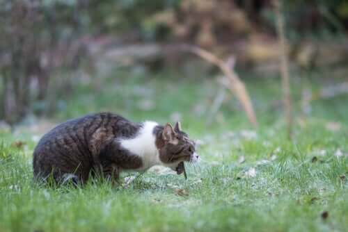 Vomissements aigus chez les chats : causes et solutions