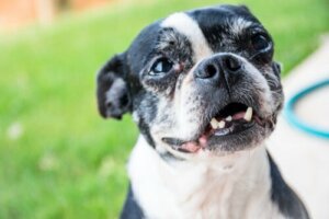 Pourquoi un chien adulte perd-il ses dents ?