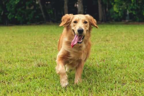 Un chien courant avec la langue pendue