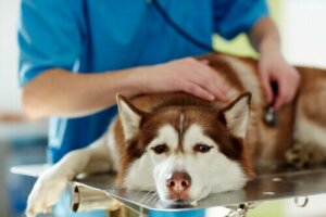 Eviter la propagation de la grippe chez les animaux