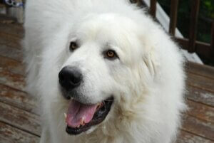 Chien de montagne des Pyrénées : tout ce que vous devez savoir