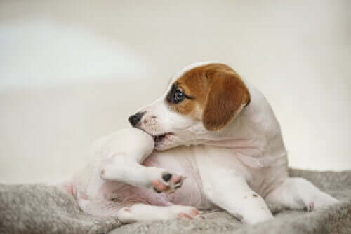 Un chien qui se gratte