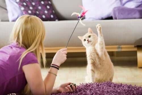 Comment divertir les animaux de compagnie pendant la quarantaine ?