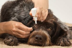 Infections oculaires chez les chiens
