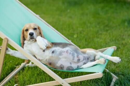 3 conseils pour l'alimentation d'une chienne en gestation