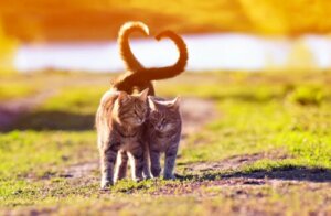 Le langage de la queue du chat