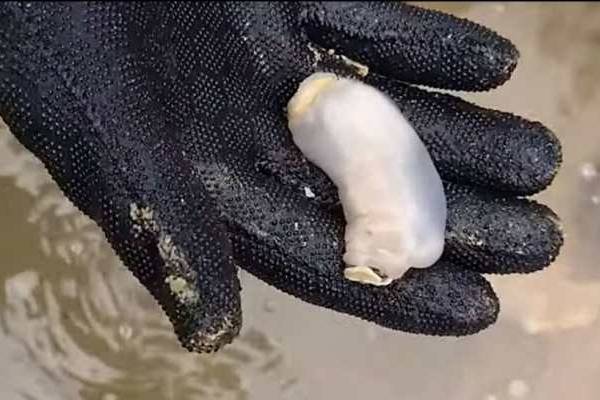 Le Lithoredo abatanica