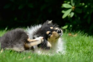 Pourquoi mon chien se gratte-t-il ? 3 raisons scientifiques