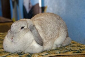 L'obésité chez le lapin : symptômes et causes