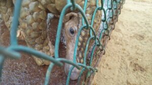 Le pangolin transmet-il le coronavirus COVID-19 ?