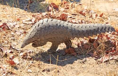 Le pangolin serait l'intermédiaire ayant transmis le COVID-19 à l'humain