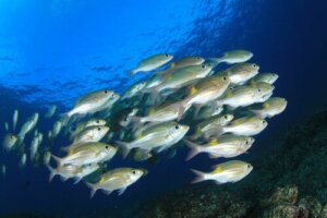 Comment se passe la reproduction chez les poissons ?
