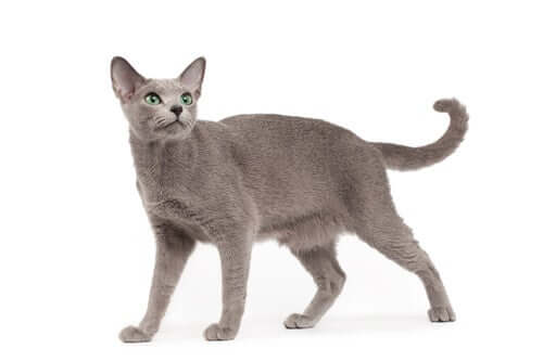 Un chat à la queue enroulée