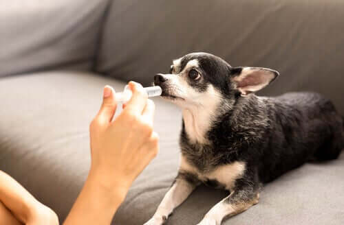 Tout ce que vous devez savoir sur les prébiotiques pour chiens