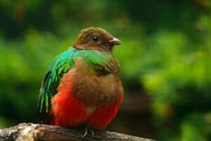 Un quetzal doré