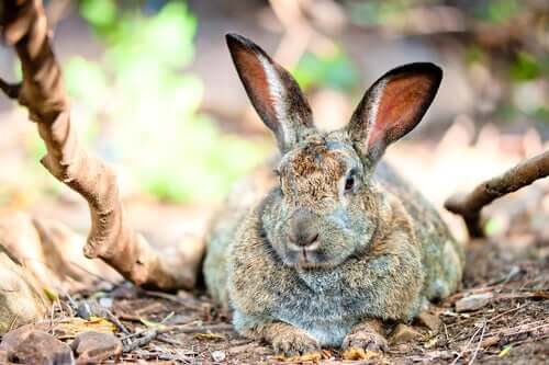 Un lapin qui souffre d'obésité