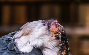 Le marabout d'Afrique : un important charognard pour l'écosystème