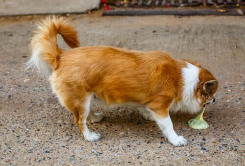 Les causes des vomissements chez les chiots