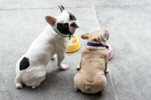 Conseils pour changer l'alimentation du chien