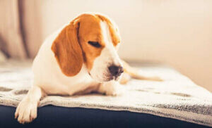 Un chien souffrant d'une intoxication alimentaire