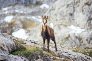 La capture d'animaux sauvages : le chamois