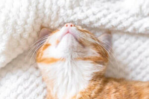 Le sommeil est important pour les chats