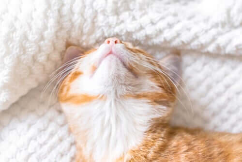 Un chat qui dort