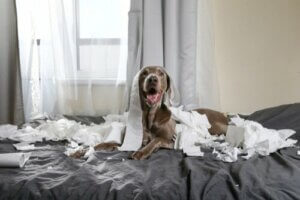 Animaux de compagnie hyperactifs : conseils pour faire face au confinement