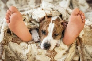 Est-il risqué de dormir avec son animal domestique ?