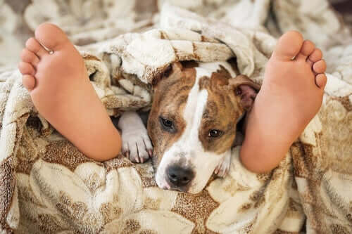 Est-il risqué de dormir avec son animal domestique ?