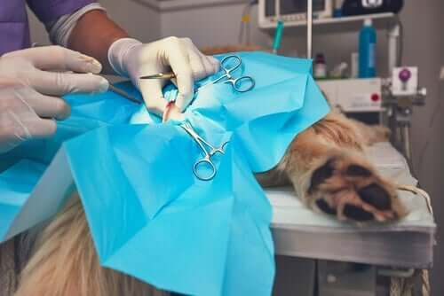 Un chien ayant un hémangiosarcome sur la table d'opération