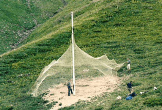 L'installation de filets de capture du chamois
