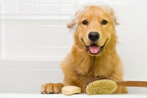 Faut-il laver notre animal de compagnie plus souvent pendant la quarantaine ?