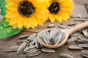 3 bienfaits des graines de tournesol pour vos animaux